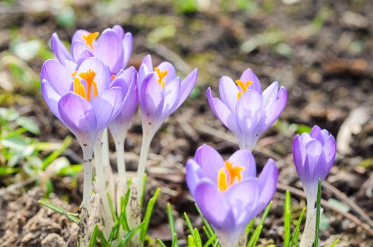 Vivid spring blooming crocuses or saffron sunlit flowers on sunny glade in Alps