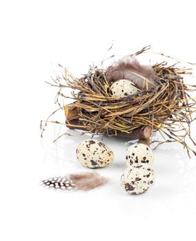 quail eggs on white background