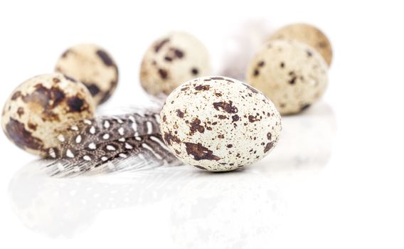 quail eggs with feather on white background