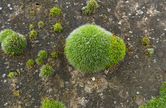                picture of a green moss on concrete wall   