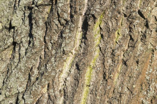 bark of an old tree,covered with lichen