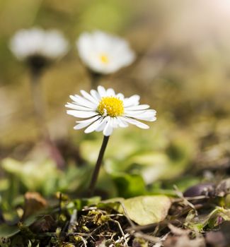 Daisy flowers, two are blurred one sharp, backgorund is warm.