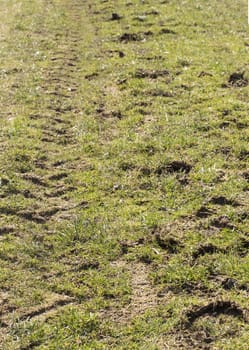 horse vs tractor tracks on a field.
