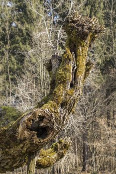 Old willow tree, trimmed and shaped.