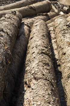 Cutted logs stacked on the ground.