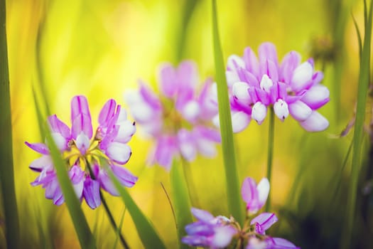 Wild pink spring flowers on green meadow