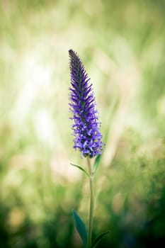 Beatiful wild flower in green meadow