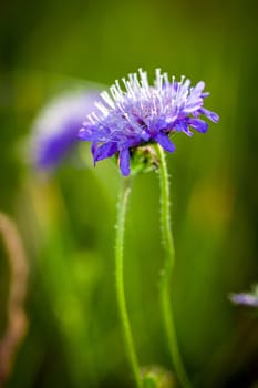 Cornflower on green meadow background