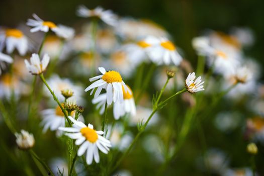 Field of daisies on meadow at spring time