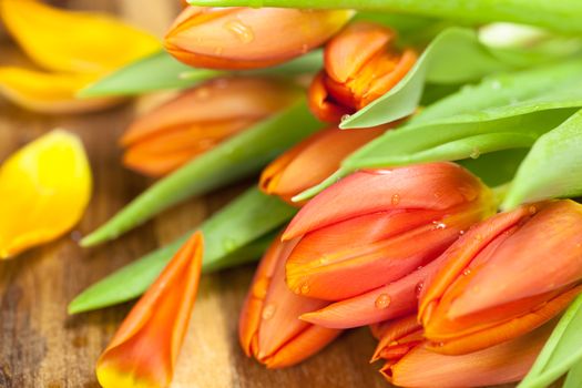 Orange tulips on wooden background with petals. Shallow depth of field