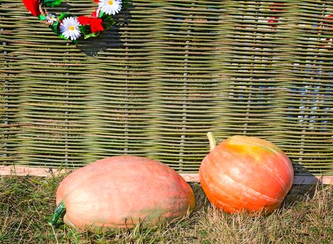 At the wattled rural fence decorated with a wreath, two big ripe pumpkins lie.