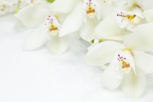 White orchids flowers on white background with space for text