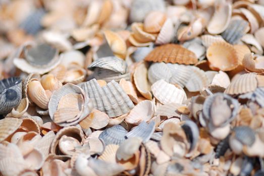 shells