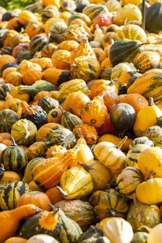 decoration mini pumpkin cucurbita pumpkin pumpkins from autumn harvest on a market