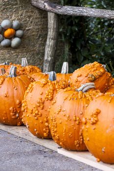 Halloween big Halloween cucurbita pumpkin pumpkins from autumn harvest on a market