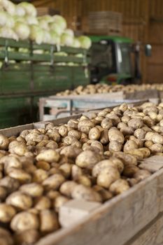 Freshly harvested potatoes and cabbages standing in a barn on a farm in a trailer and wooden bins waiting to go to market for sale