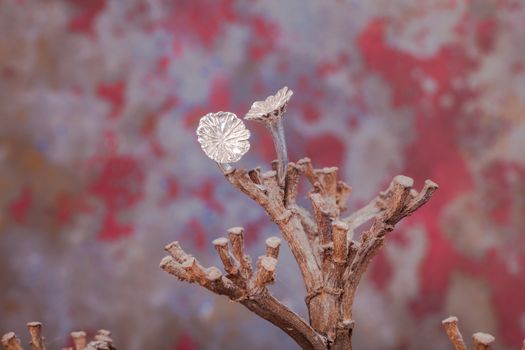 Close up of silver ring, manufactured by Ornella Salamone