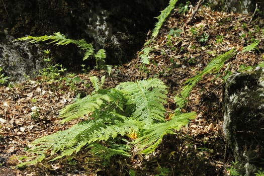 Fern leaves and bush in the summer forest