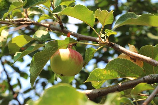 Green And Red Apple Hanging On Tree against blue sky