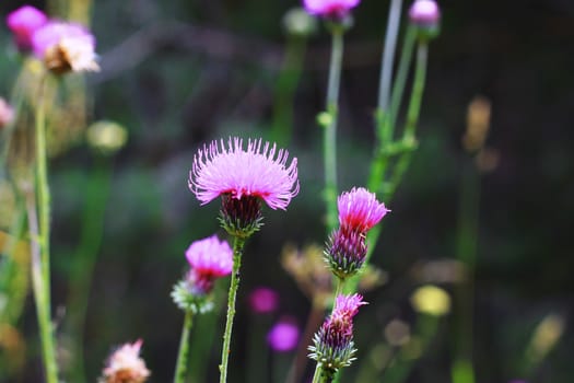 Blue Flower with a pins on the summer green meadow