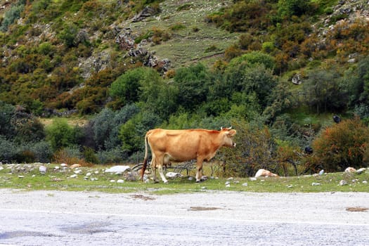 A cow standing on the summer meadow