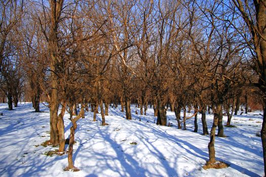 Winter forest in the snowy sunny weather