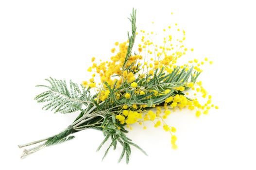 Little bouquet of blooming Silver Acacia ( lat. Acacia dealbata) on white,isolated 