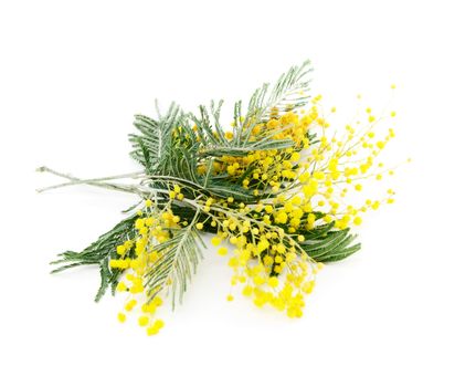 Little bouquet of blooming Silver Acacia ( lat. Acacia dealbata) on white,isolated 