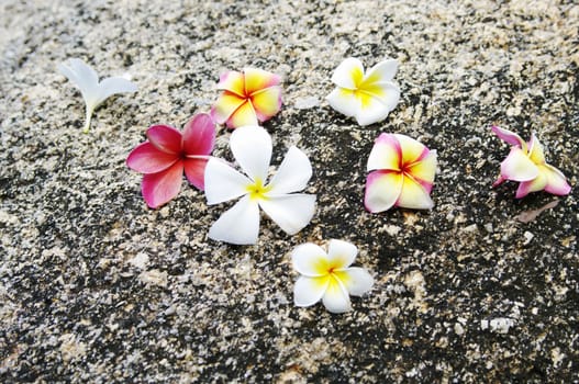 Flowers frangipani (lat.Plumeria) closeup. Soft focus,shallow depth of field.