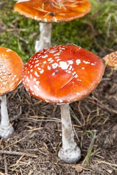 Amanita muscaria