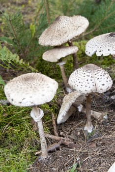 macrolepiota procera