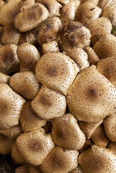 pholiota squarrosa