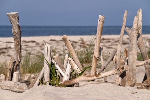 Flotsam on Darss in Germany
