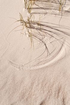 Detail of a sandy Dune