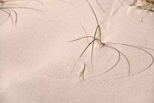 Detail of a sandy Dune