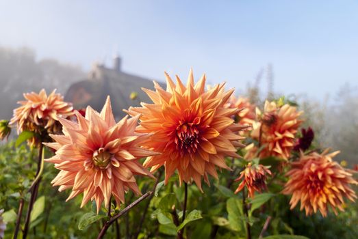 Flowering Garden