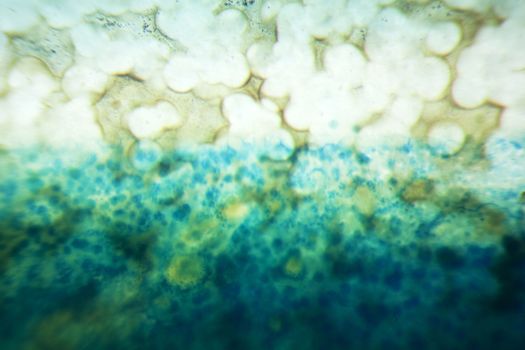 Slice of an Agate under Microscope