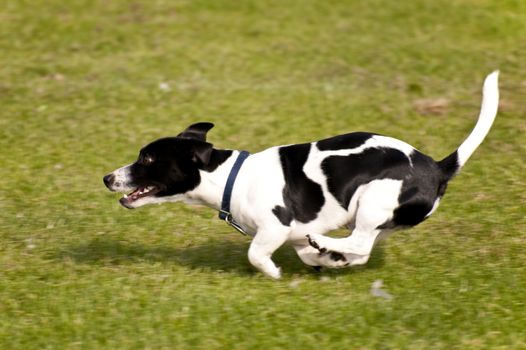 Dog Race