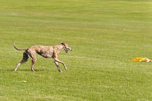 Dog Race