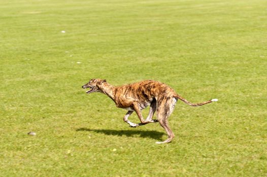 Dog Race