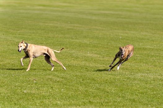 Dog Race
