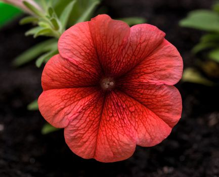 Petunia. Surfinia