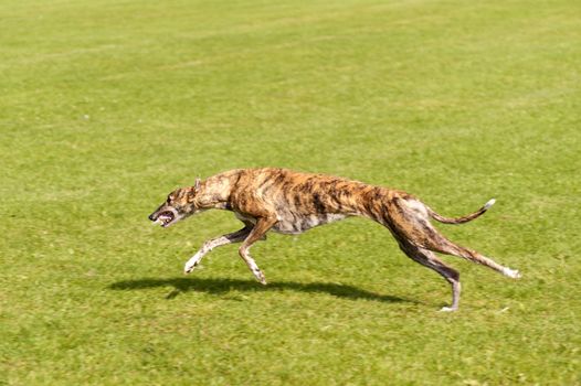 Dog Race