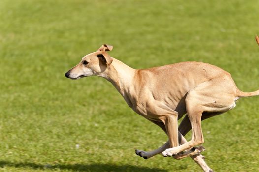 Dog Race