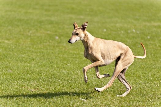 Dog Race