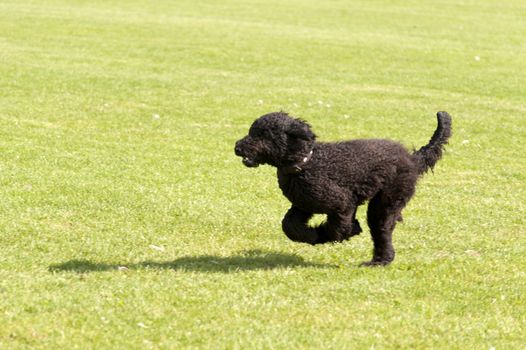 Dog Race
