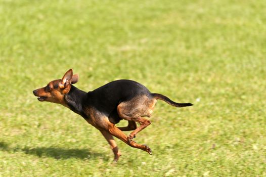 Dog Race