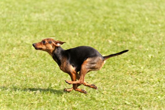 Dog Race