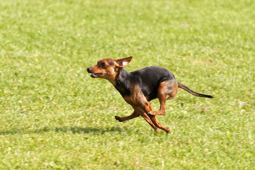 Dog Race