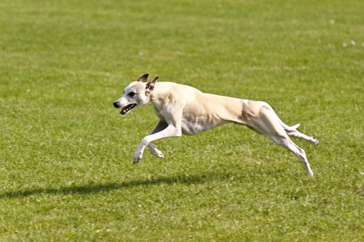 Dog Race